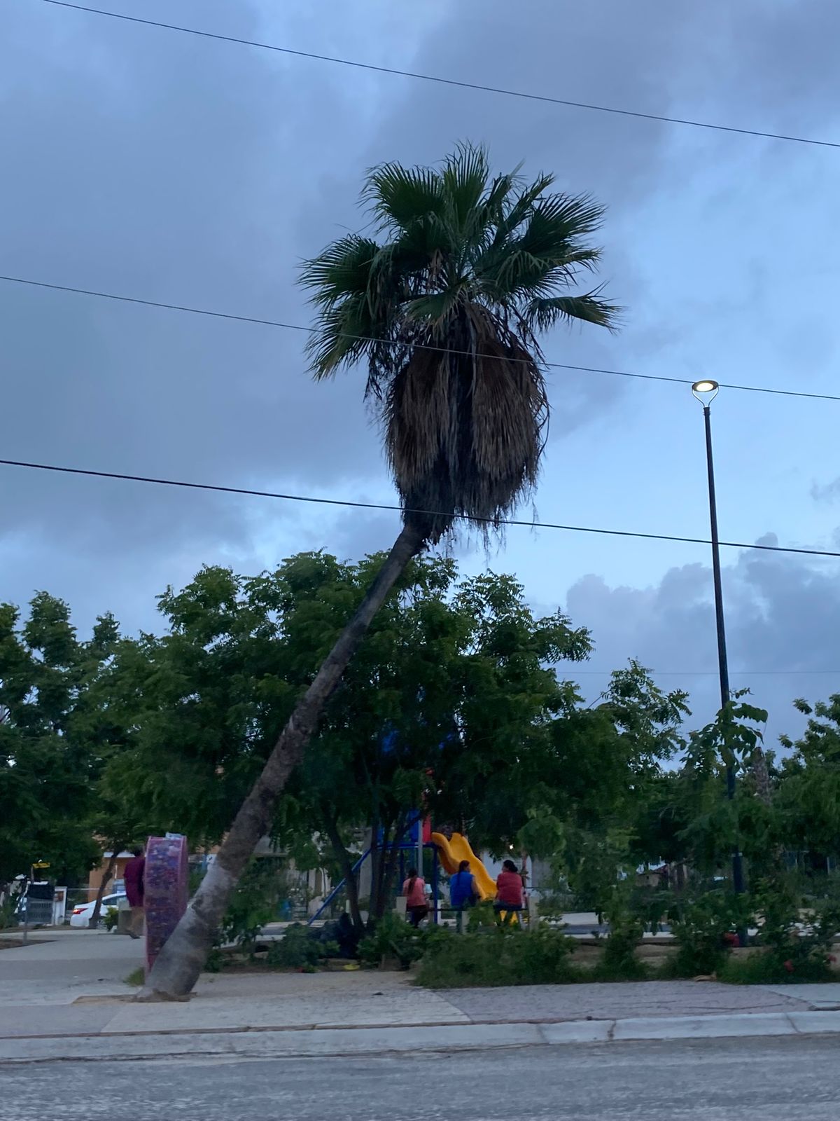 Vecinos de Villas de Cortez denuncian Palmera a punto de colapsar en parque
